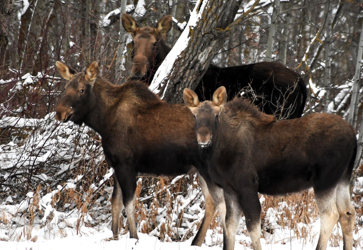 Animals - ML646712273