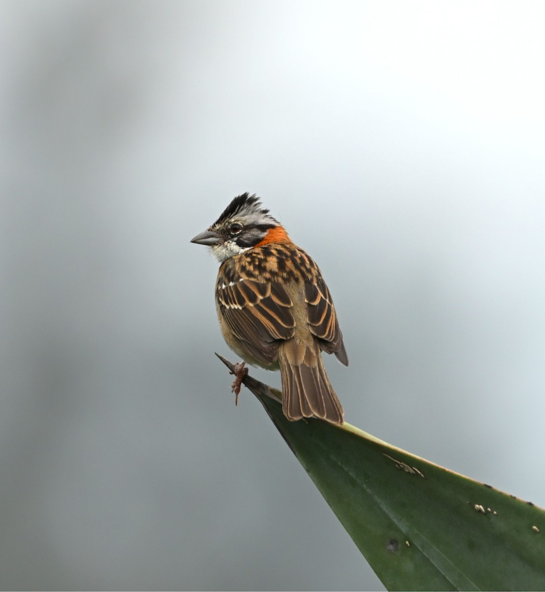 Bruant chingolo - ML646712290