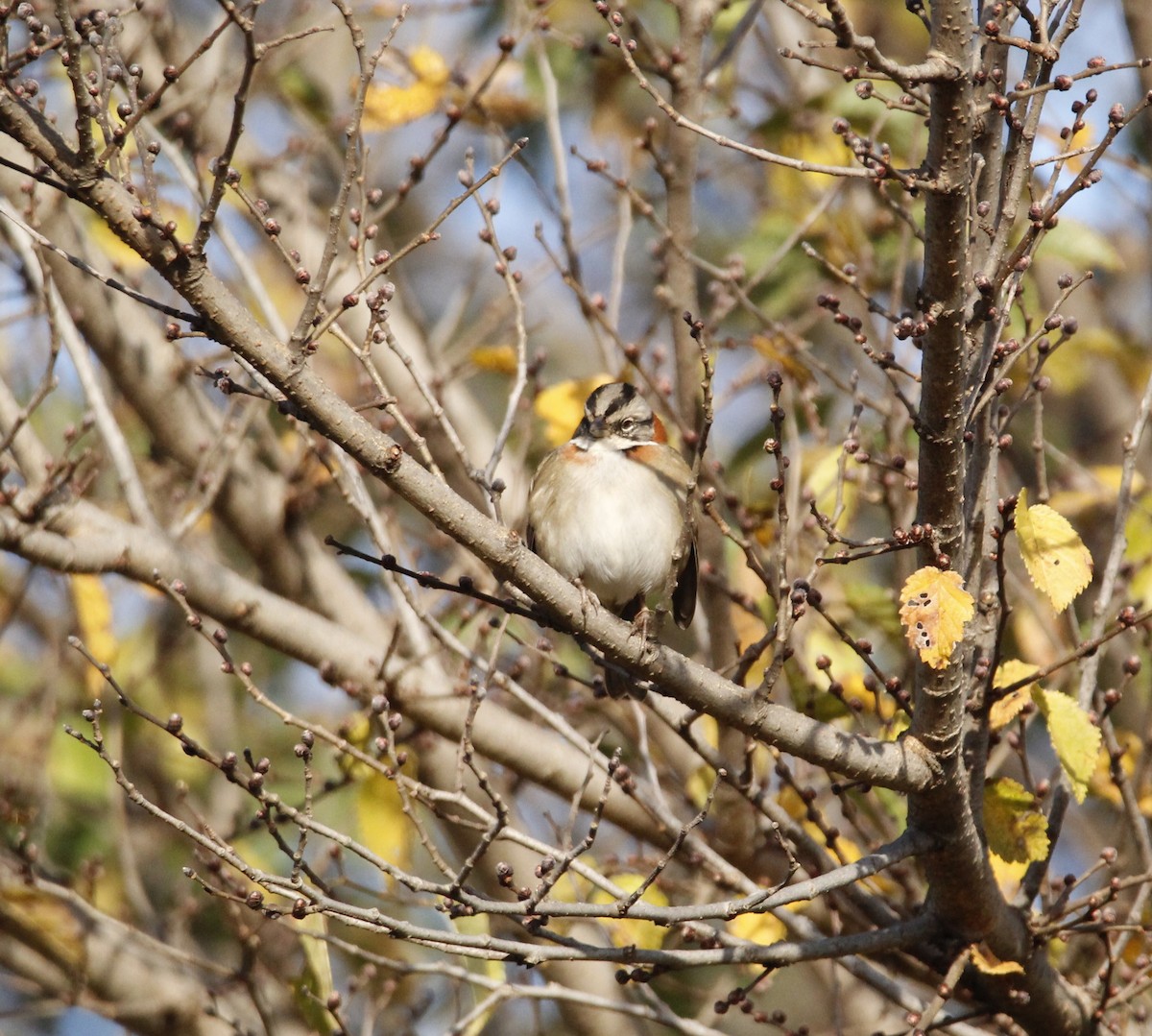 Rufous-collared Sparrow - ML646712292