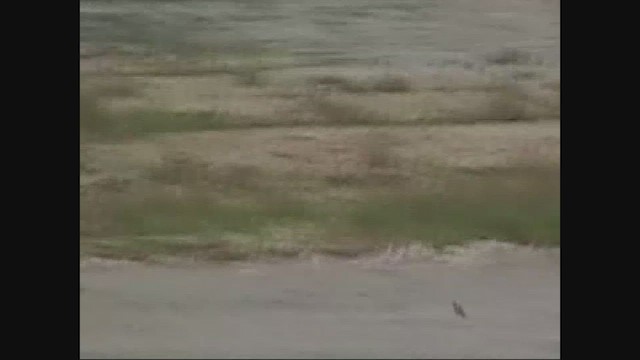 Band-rumped Storm-Petrel - ML646712294