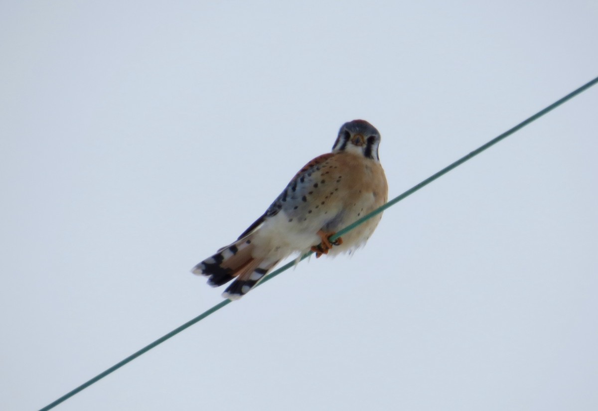 Боривітер американський - ML646712295