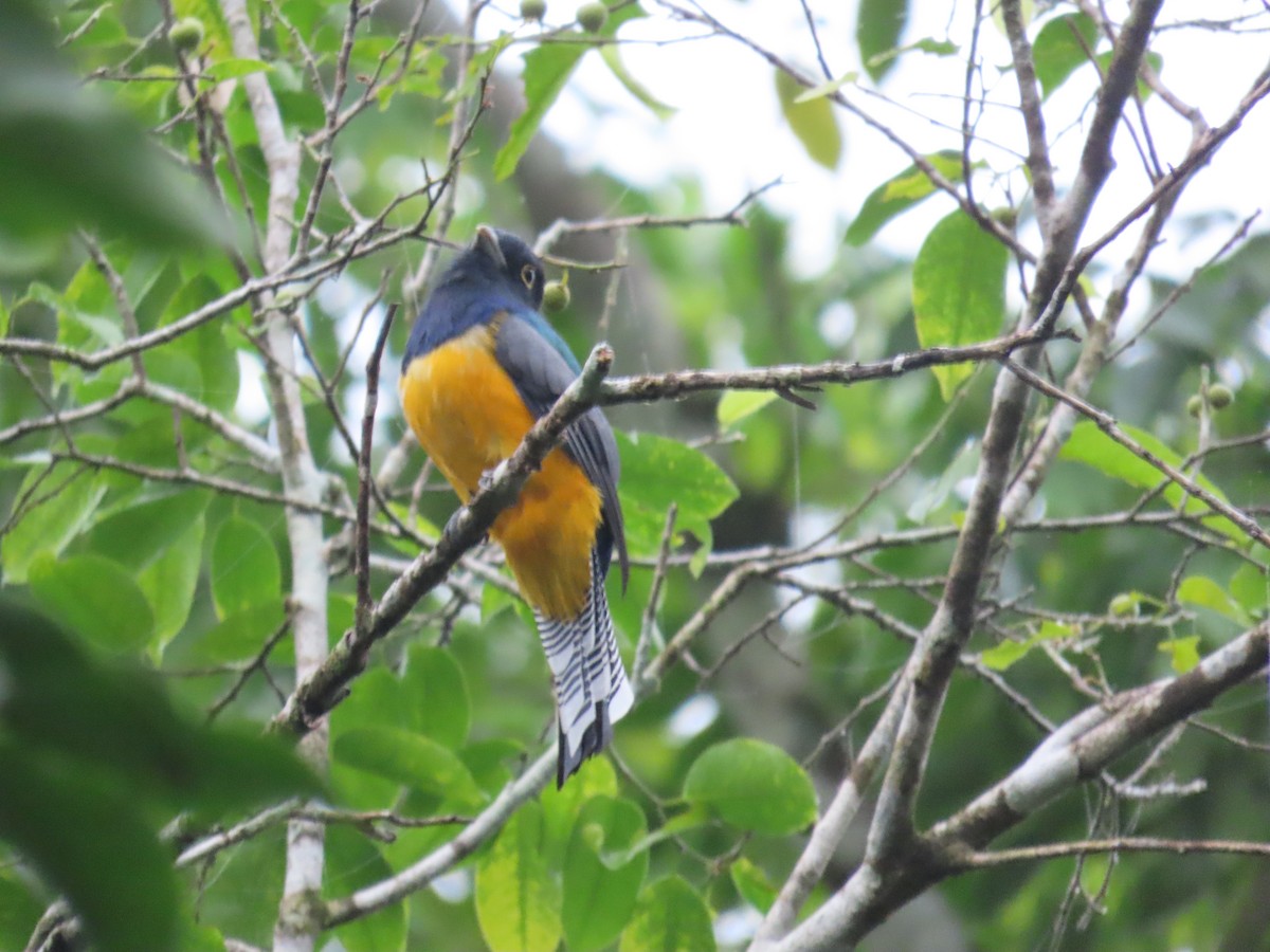 Gartered Violaceous Trogon - ML646712296