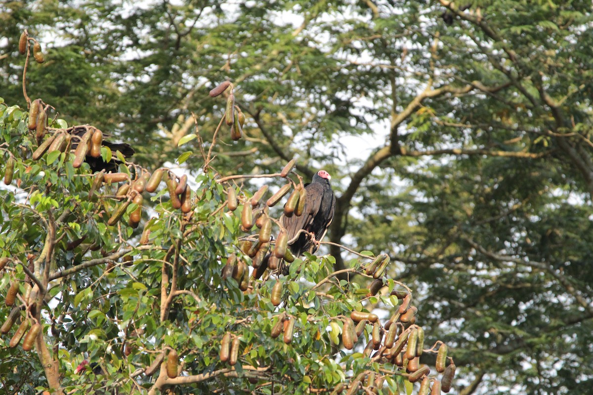 Turkey Vulture - ML646712297
