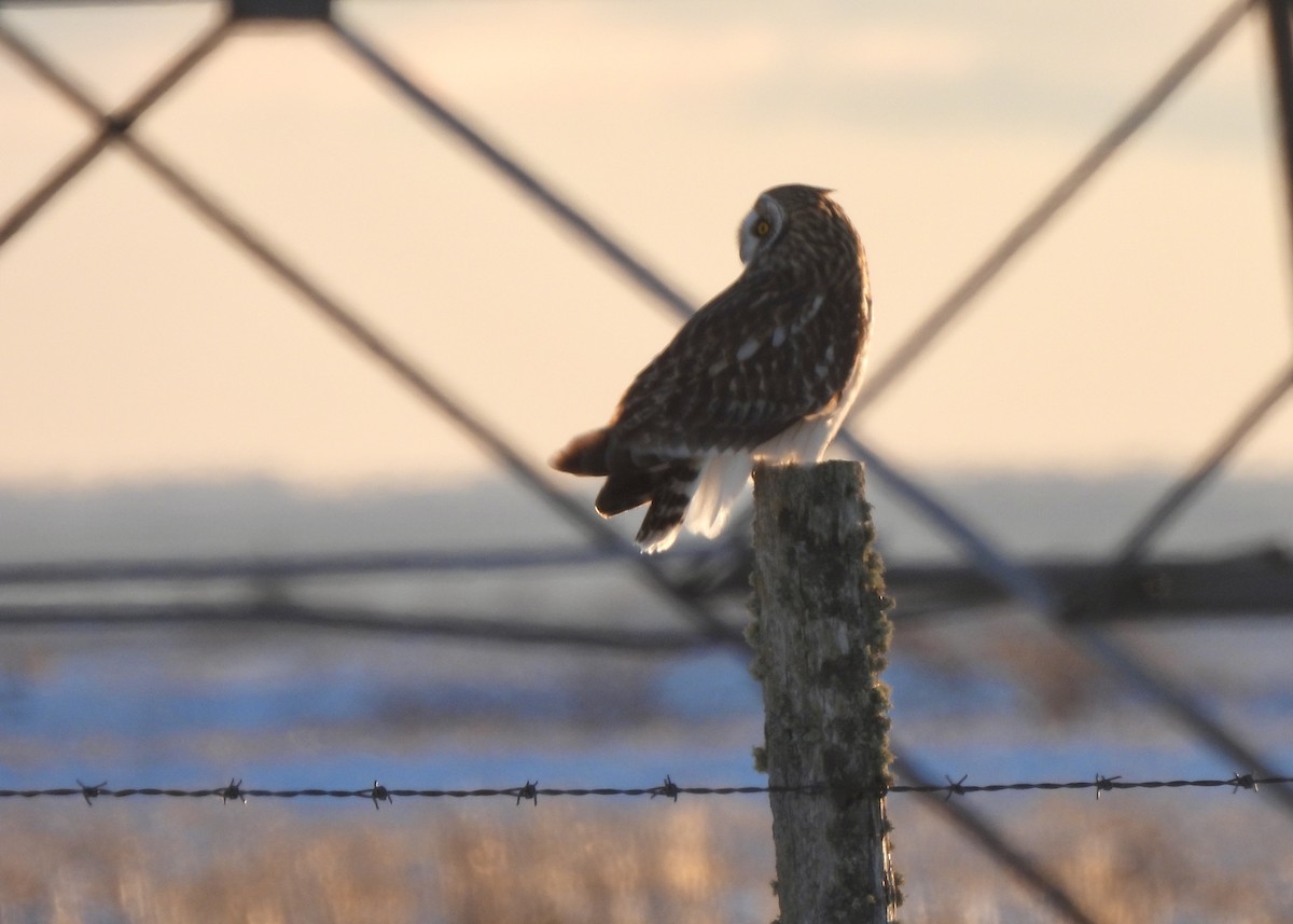 Short-eared Owl - ML646712298