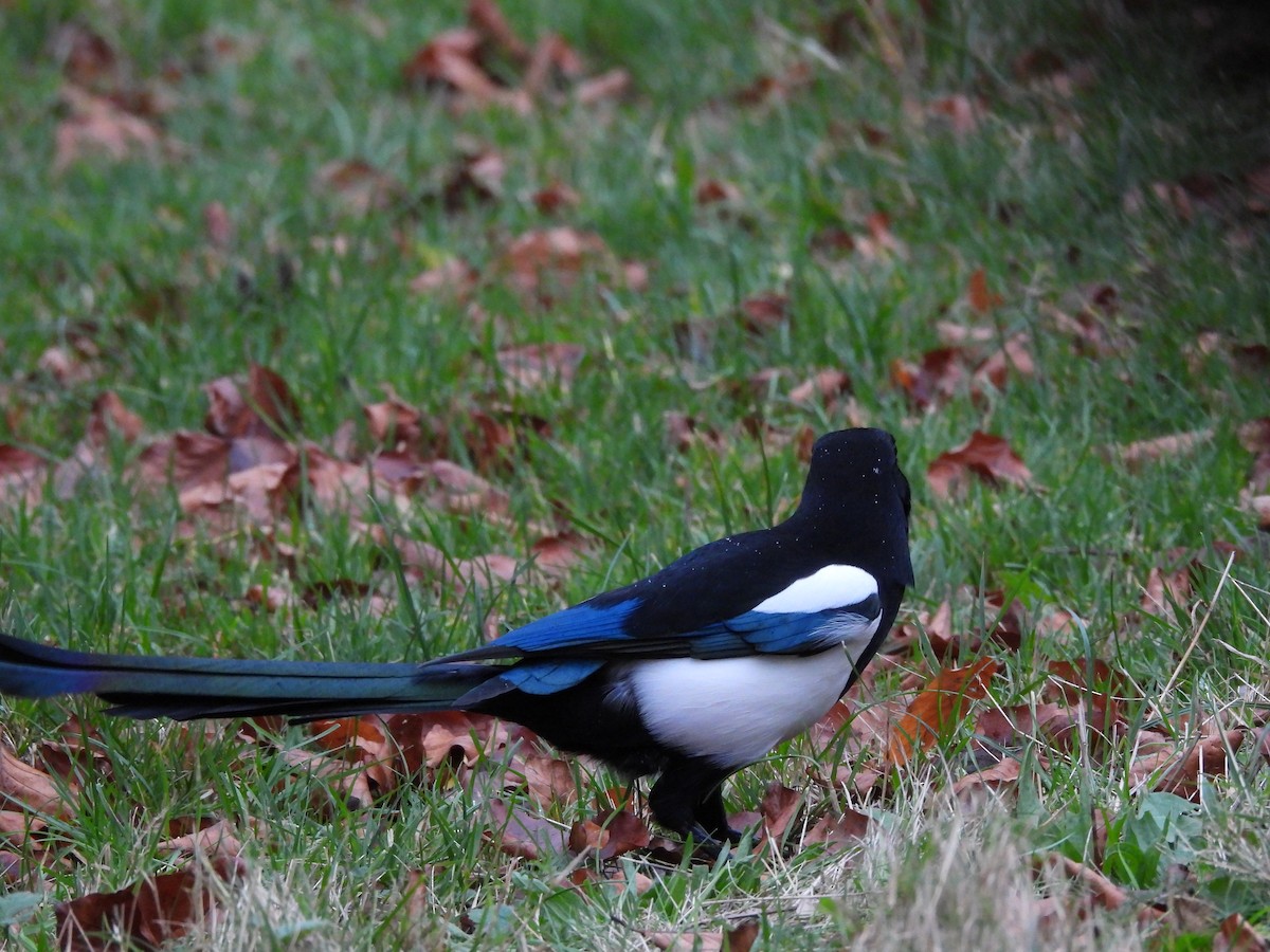 Elster - ML646712299