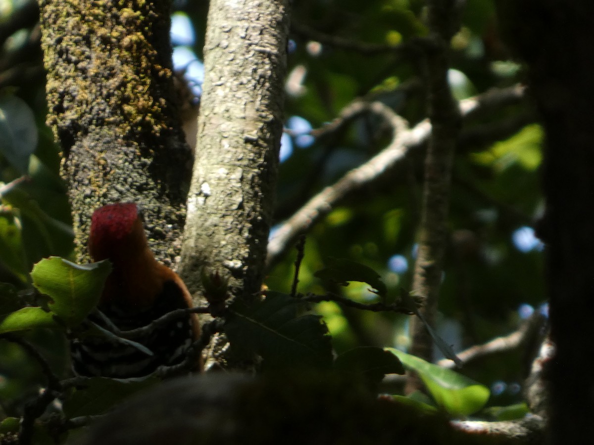 Rufous-bellied Woodpecker - ML646712300