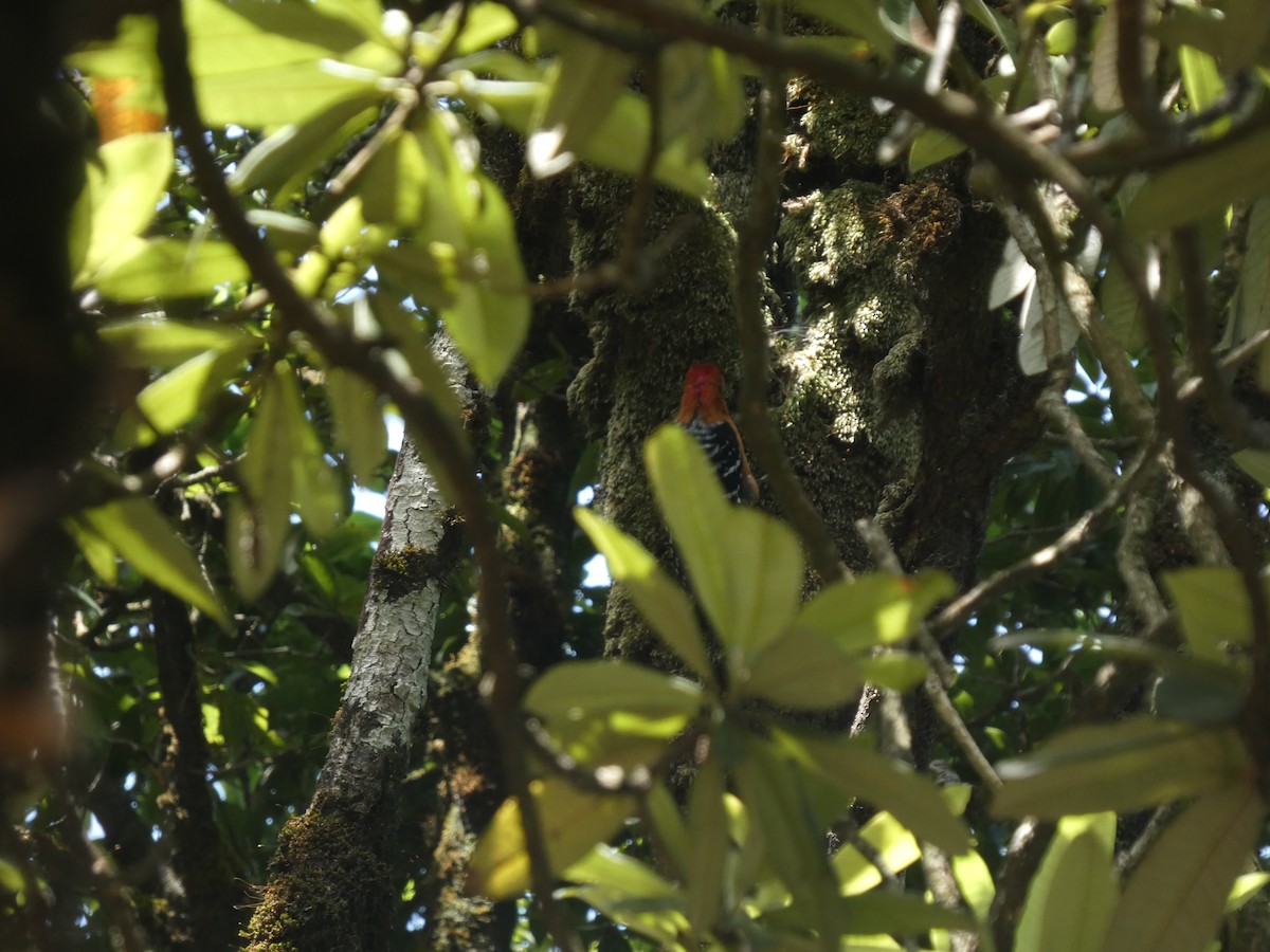 Rufous-bellied Woodpecker - ML646712301