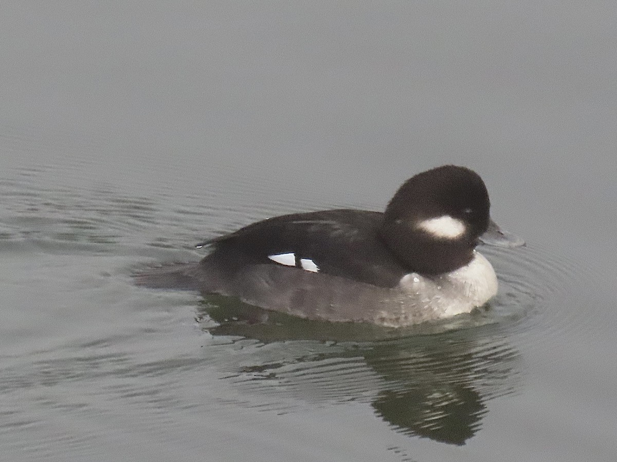 hohol bělavý - ML646712302