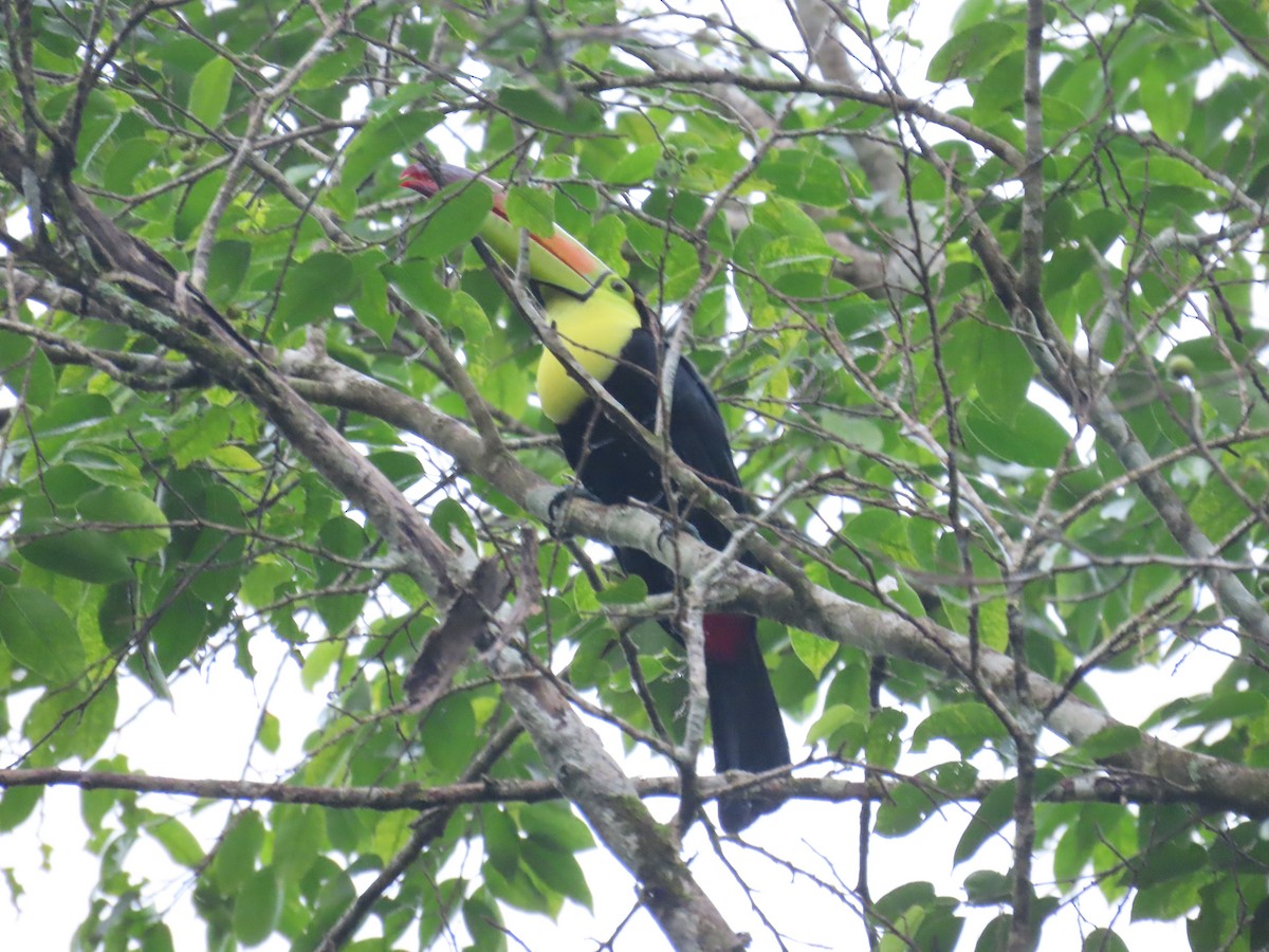 Keel-billed Toucan - ML646712303