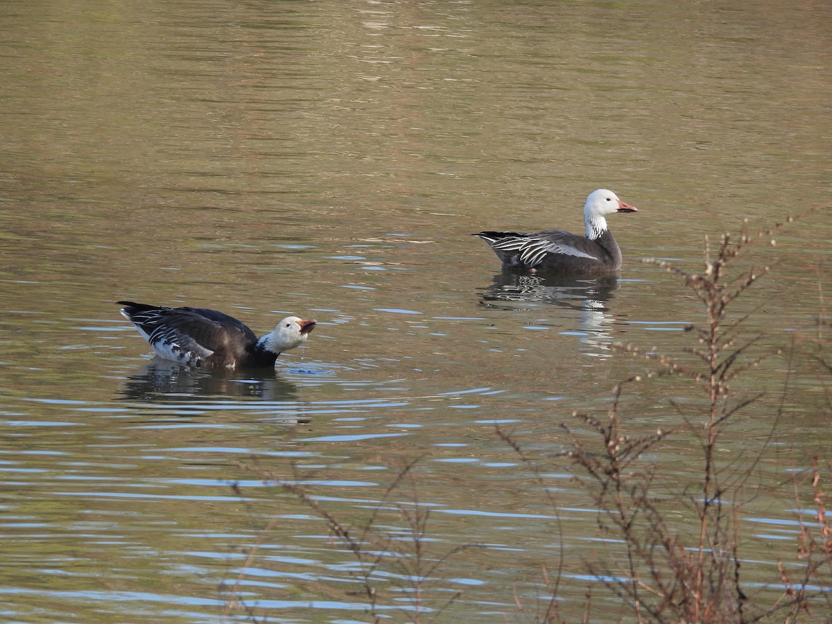 אווז שלג - ML646712304