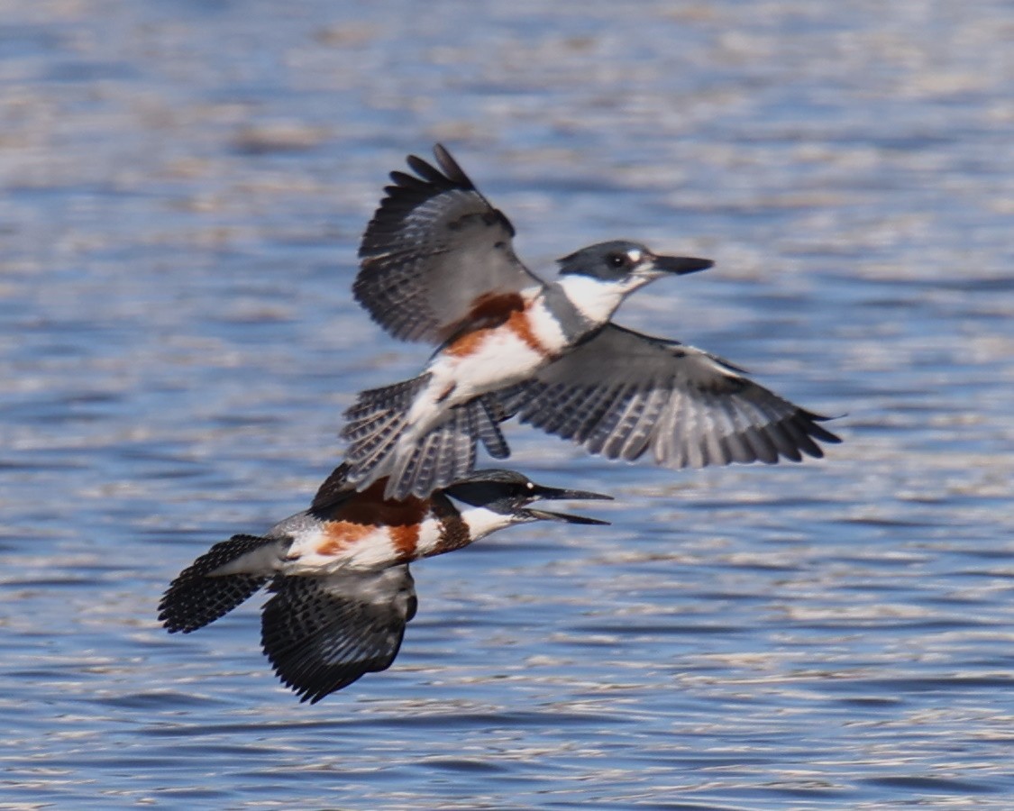 Belted Kingfisher - ML646712305