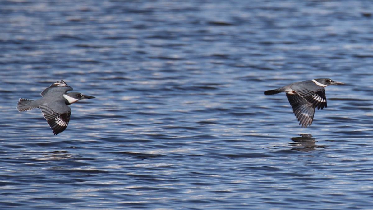 Belted Kingfisher - ML646712306