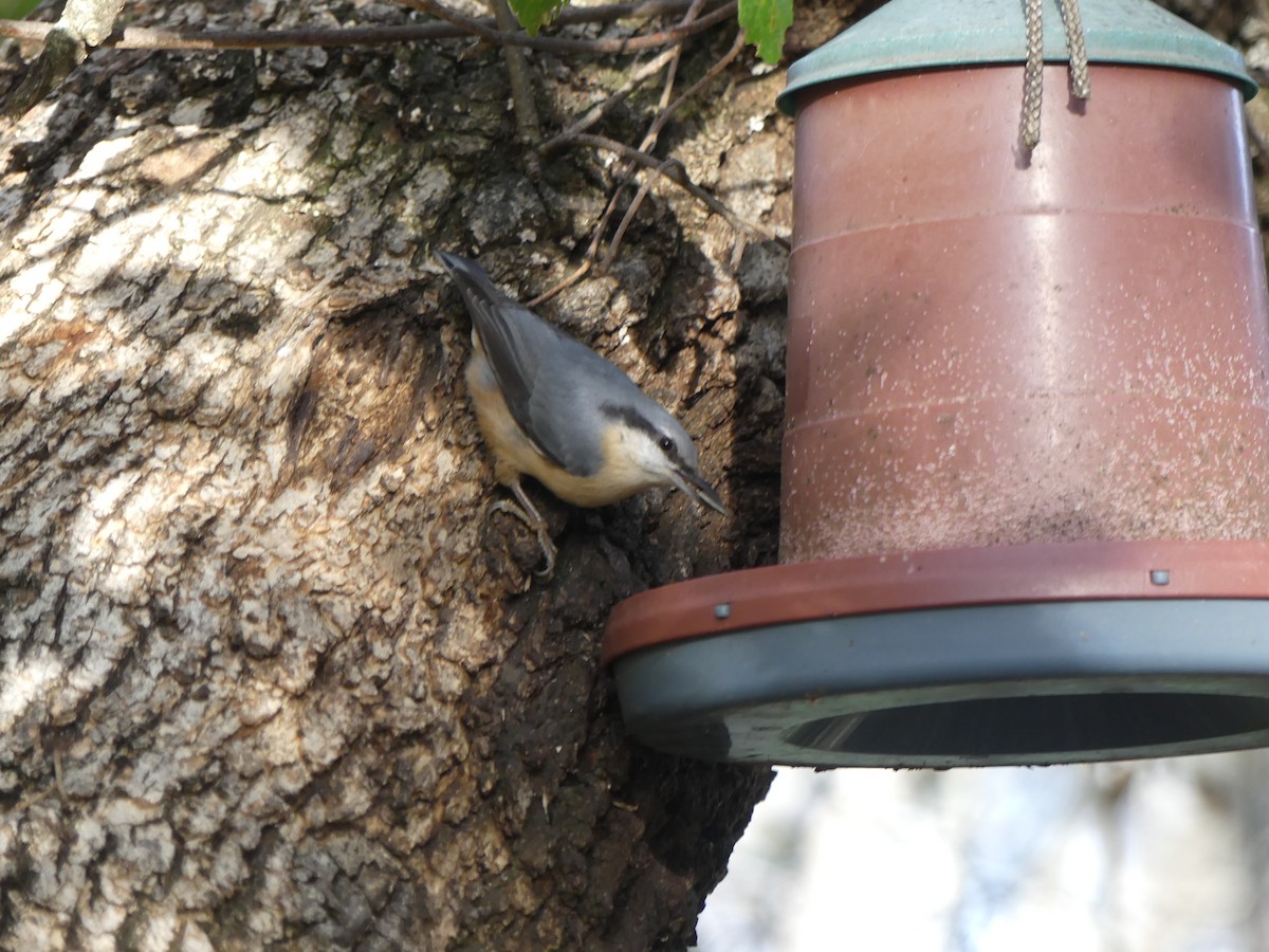 Garrapo eurasiarra - ML646712310