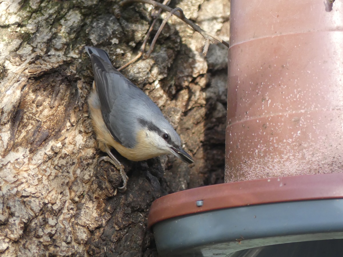 Garrapo eurasiarra - ML646712311