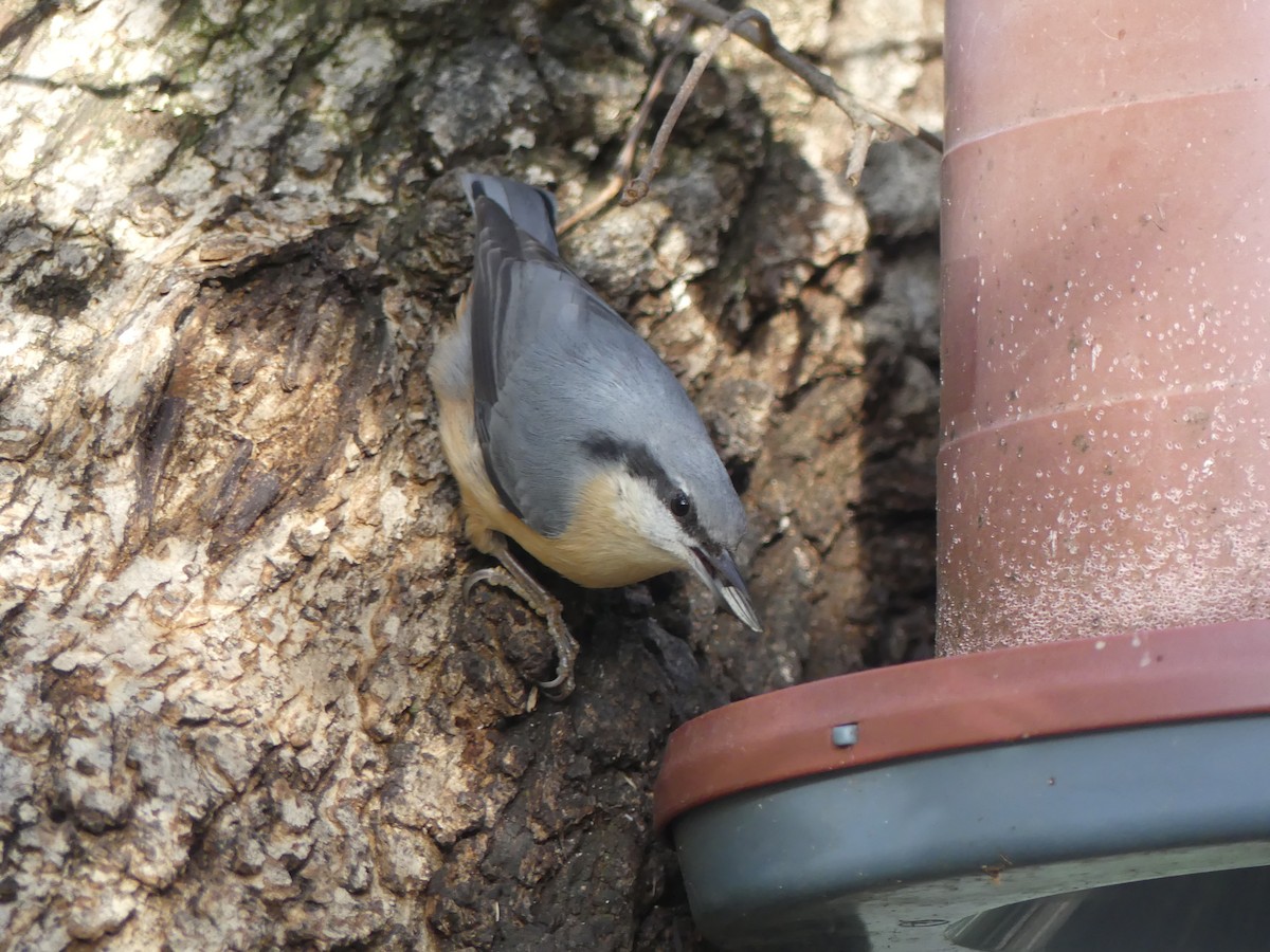 Garrapo eurasiarra - ML646712312