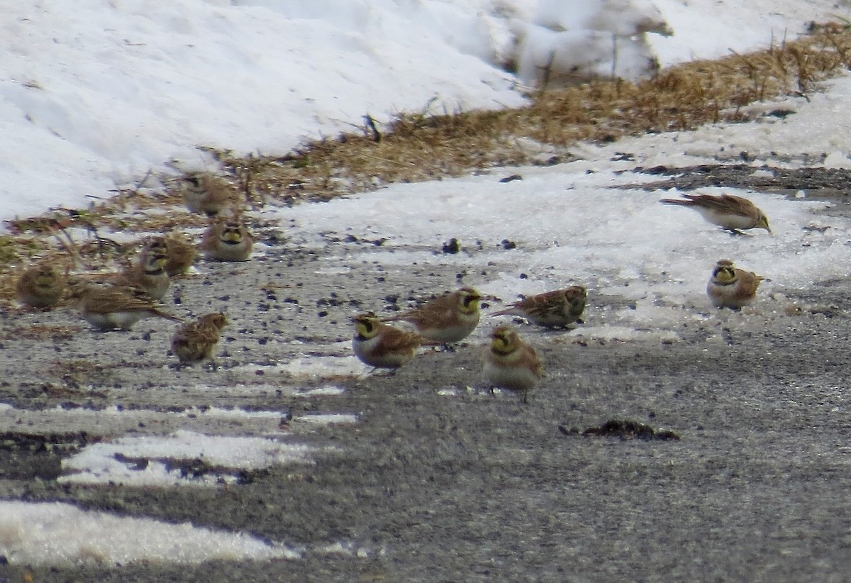 Жайворонок рогатий - ML646712314