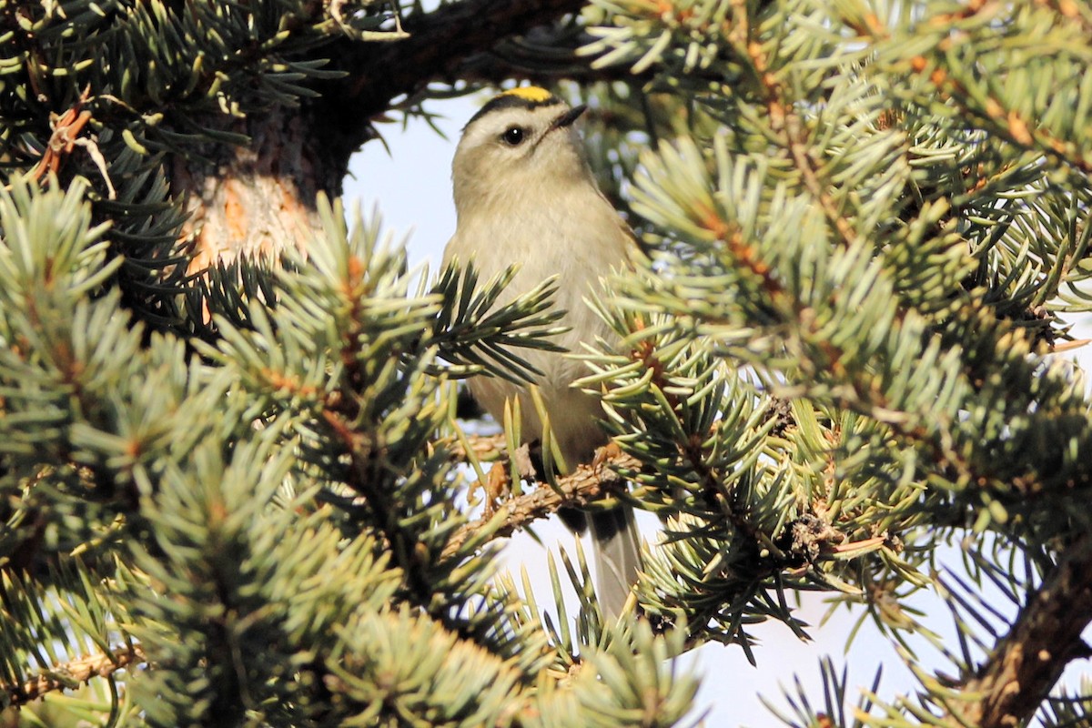 Golden-crowned Kinglet - ML646712318