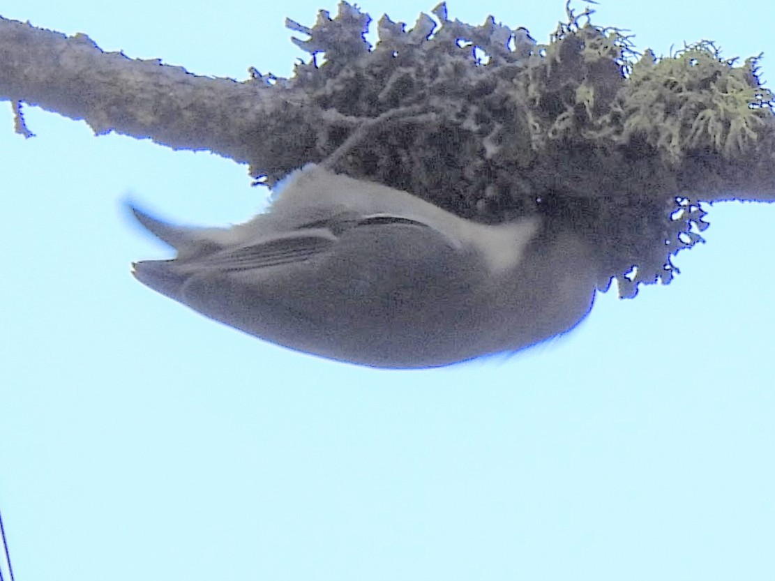 Pygmy Nuthatch - ML646712319