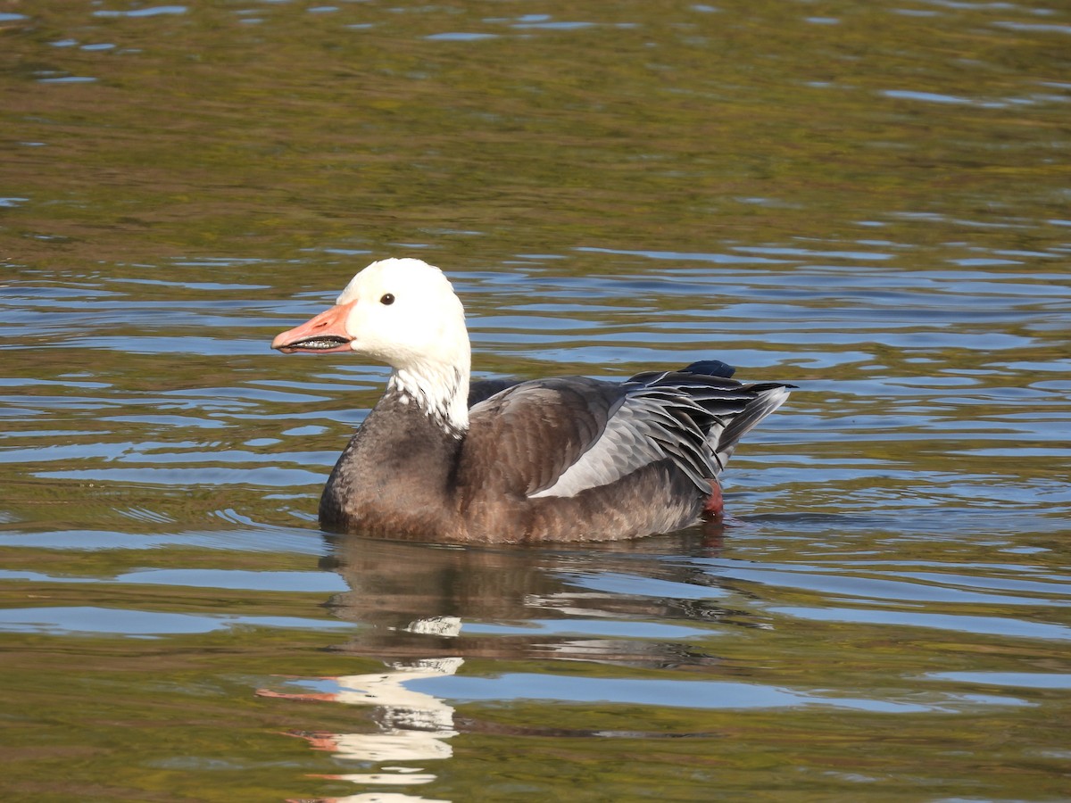אווז שלג - ML646712320