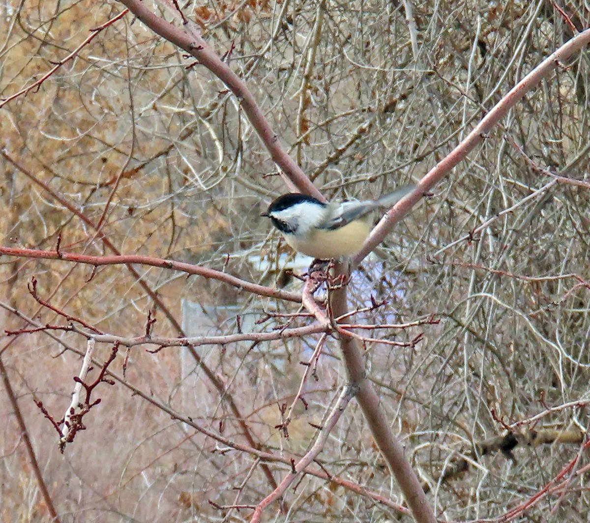 Amerika Baştankarası - ML646712322