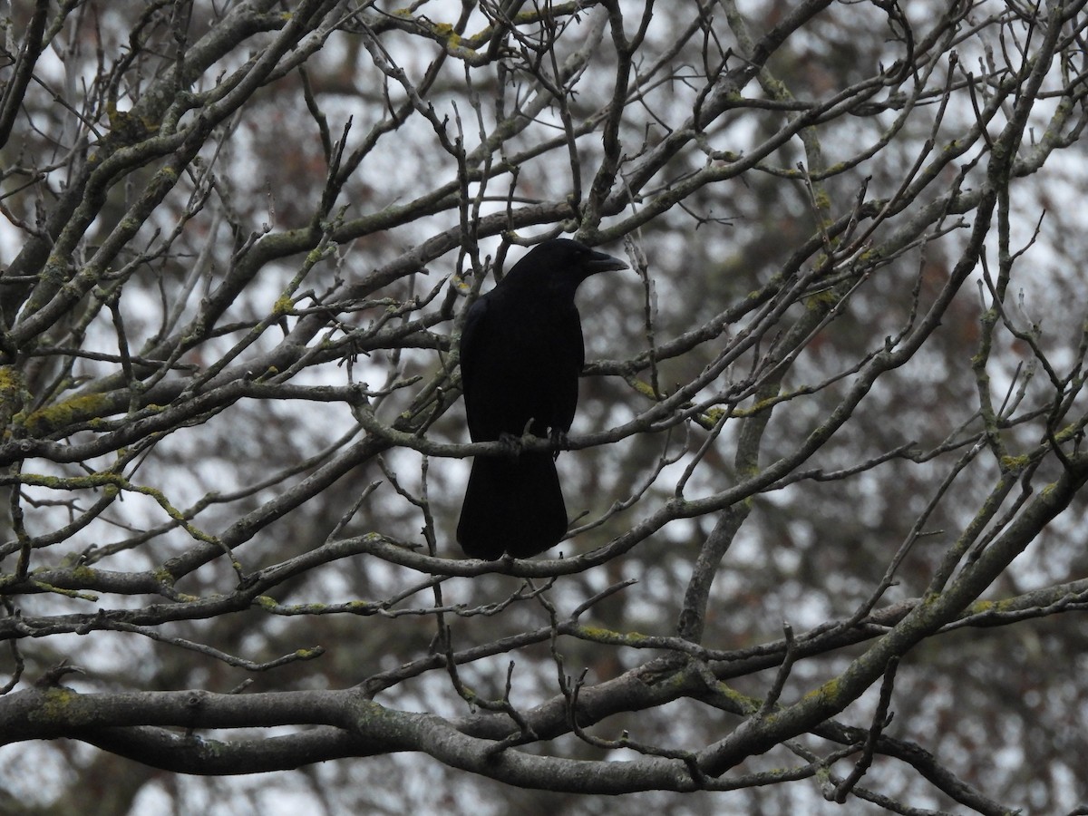 Rabenkrähe - ML646712325