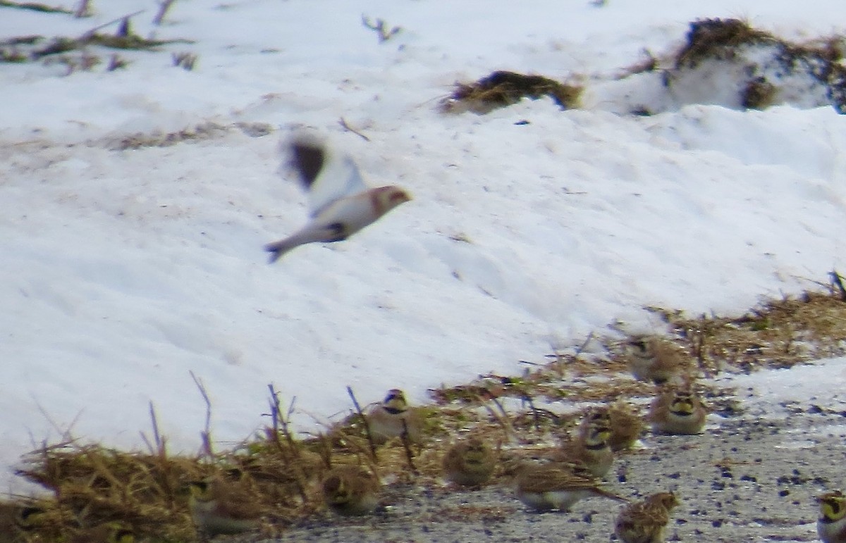 Пуночка снігова - ML646712329