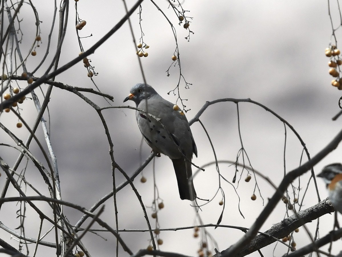 Croaking Ground Dove - ML646712330