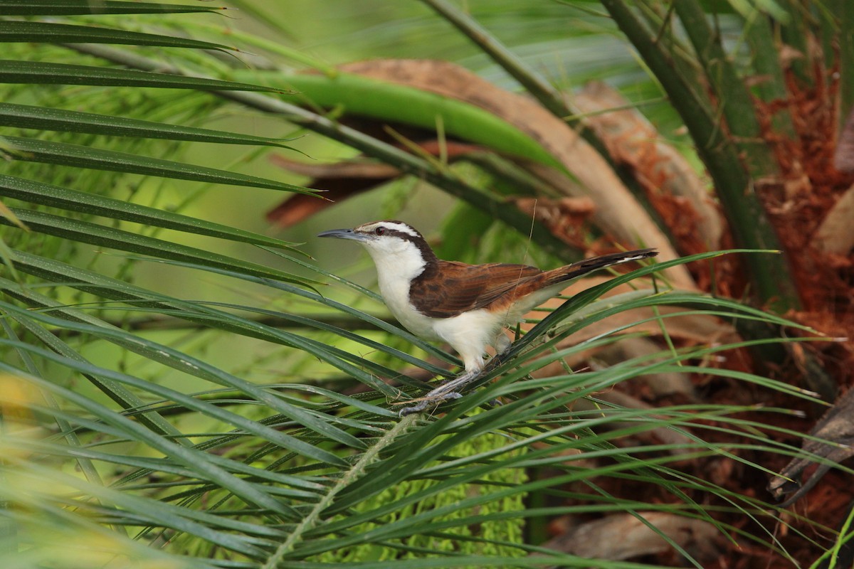 Bicolored Wren - ML646712331