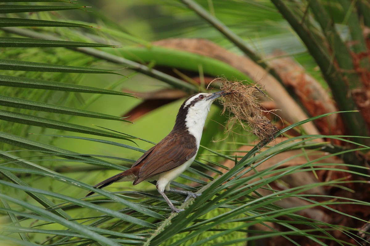 Bicolored Wren - ML646712332