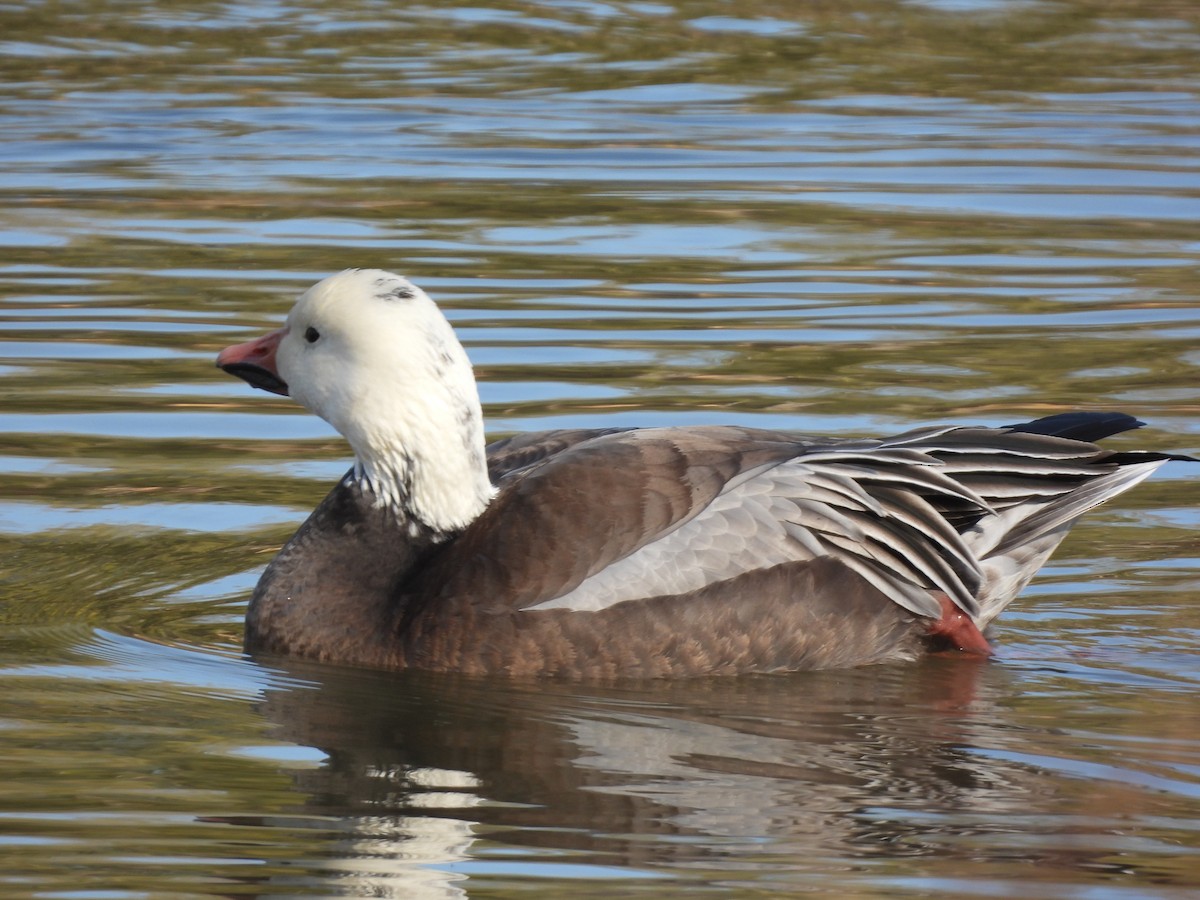 אווז שלג - ML646712334