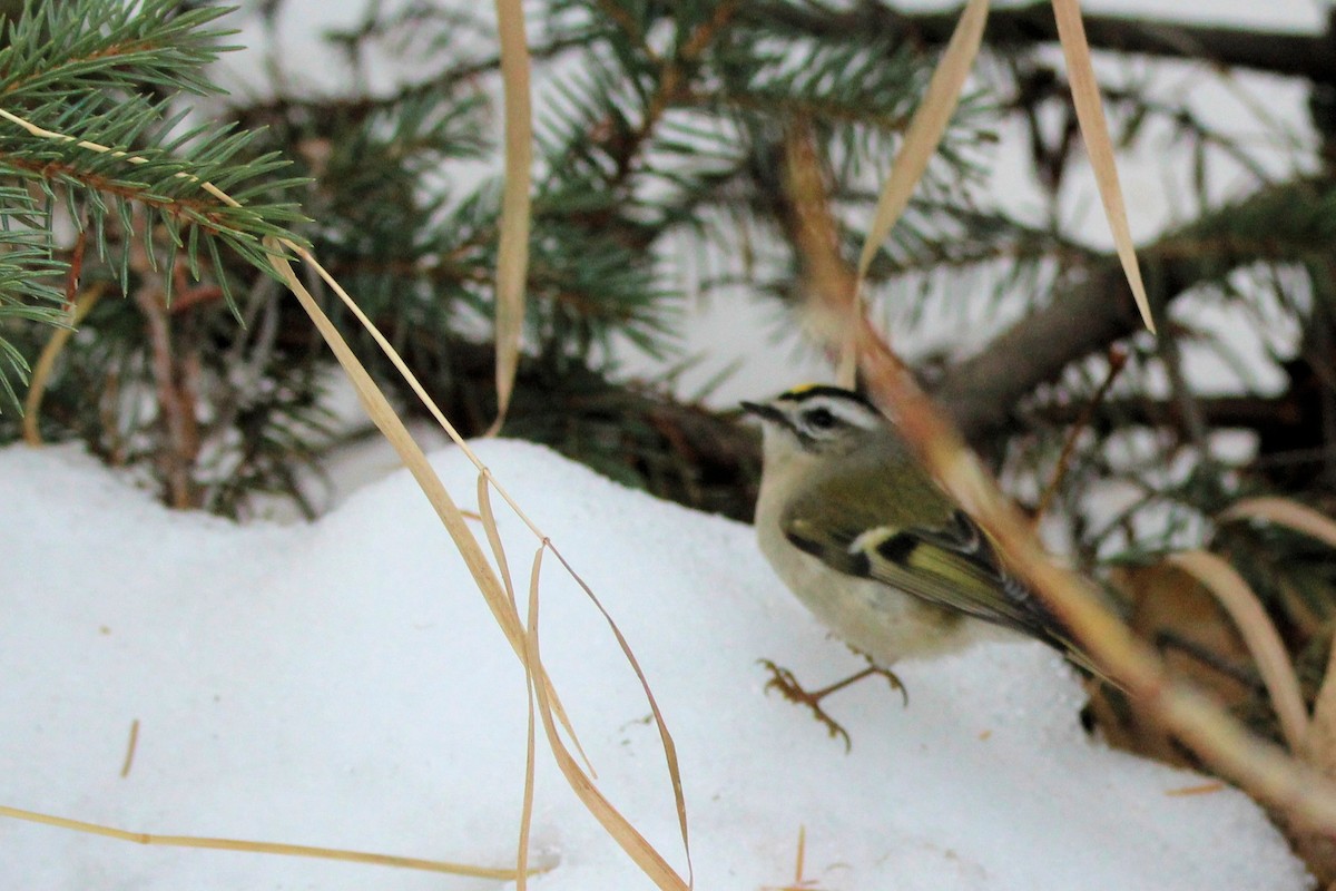Golden-crowned Kinglet - ML646712335
