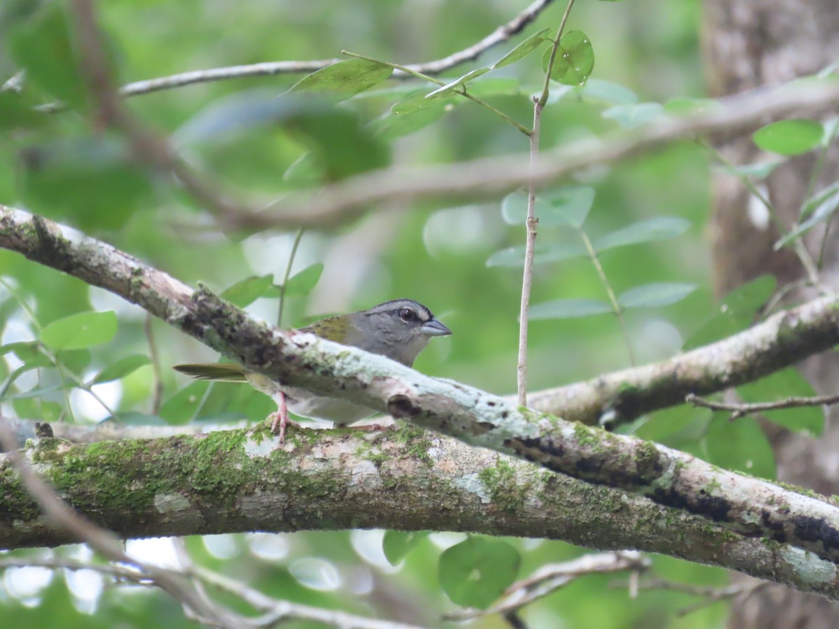 Green-backed Sparrow - ML646712336