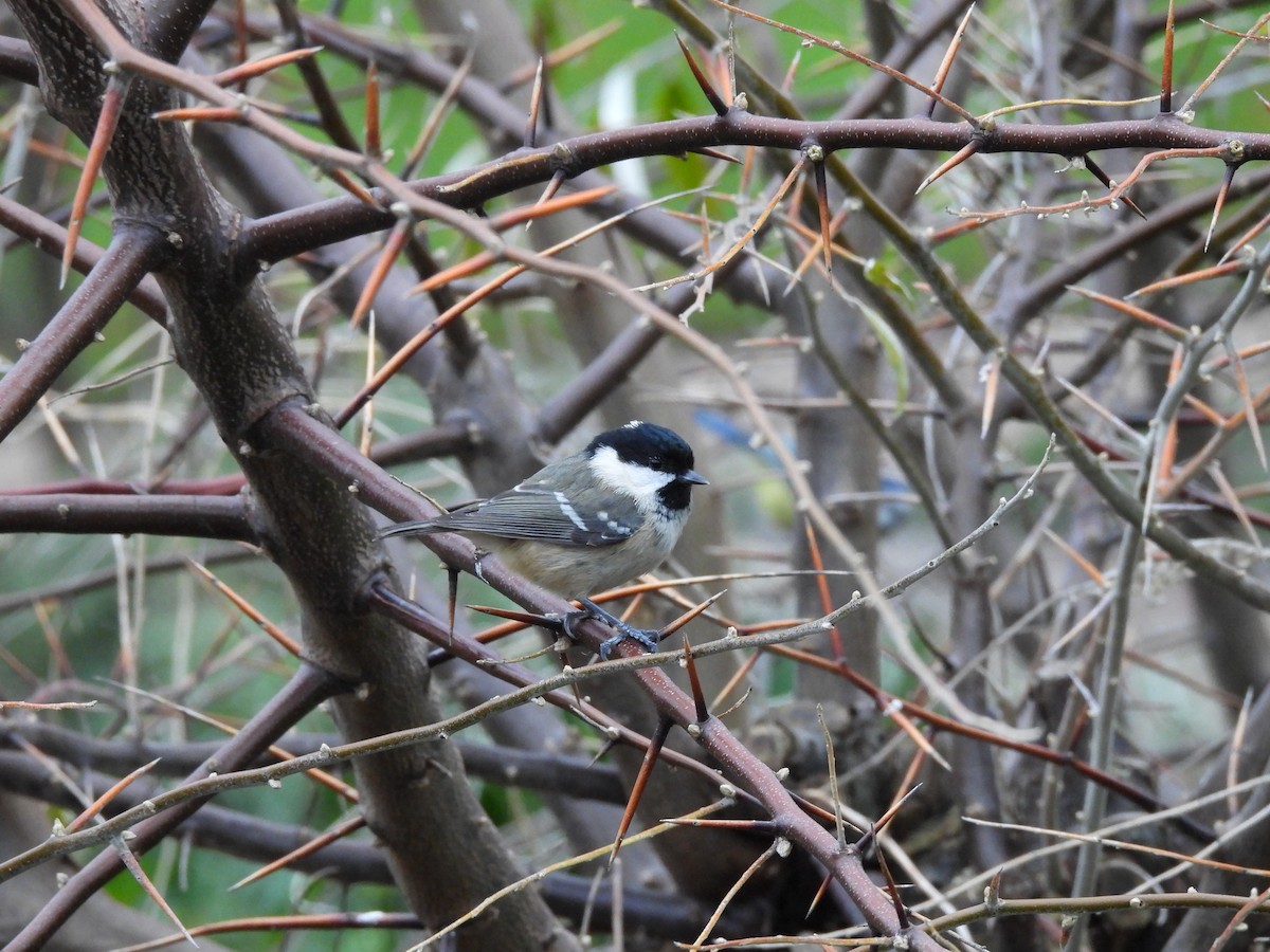 Tannenmeise - ML646712339