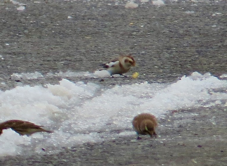 Пуночка снігова - ML646712340