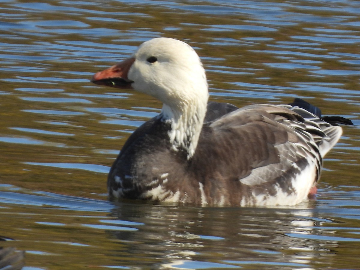 אווז שלג - ML646712341