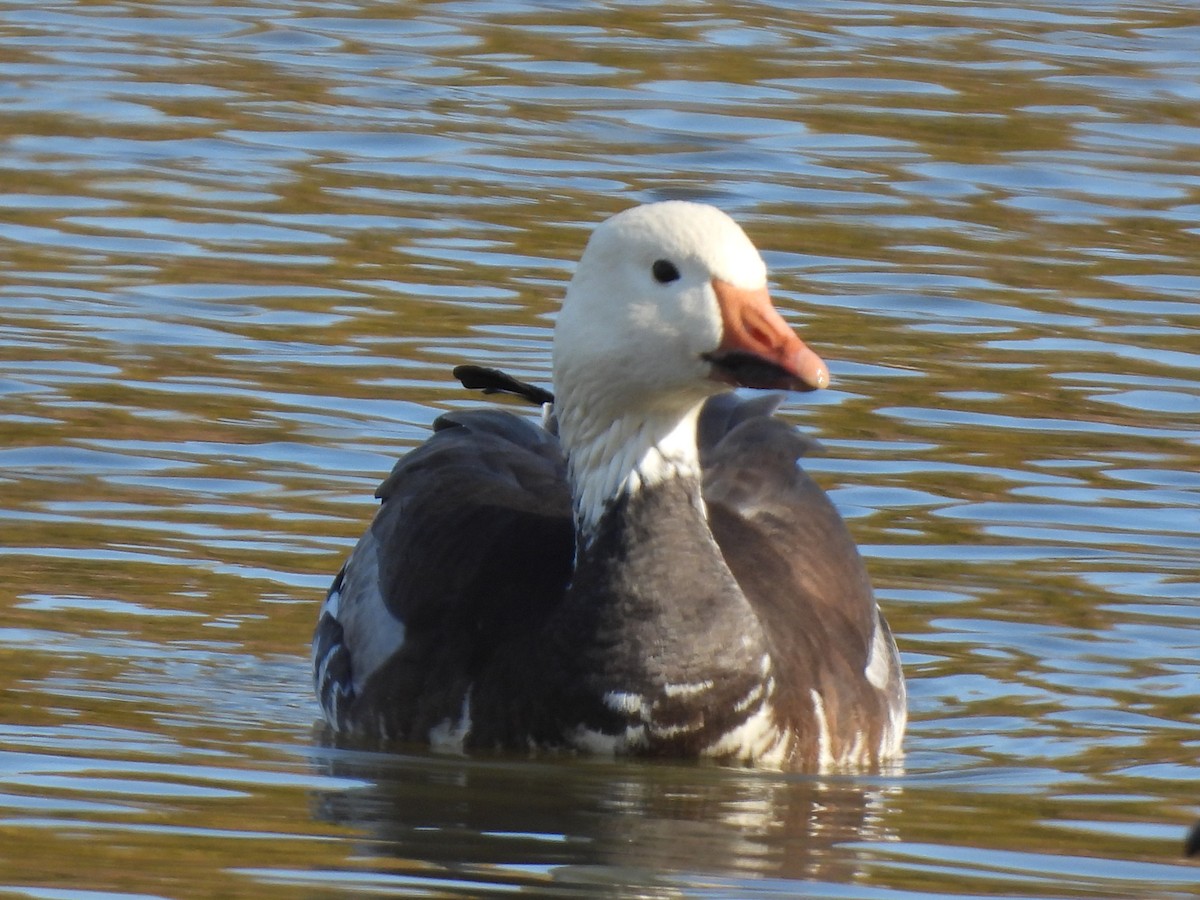 אווז שלג - ML646712343