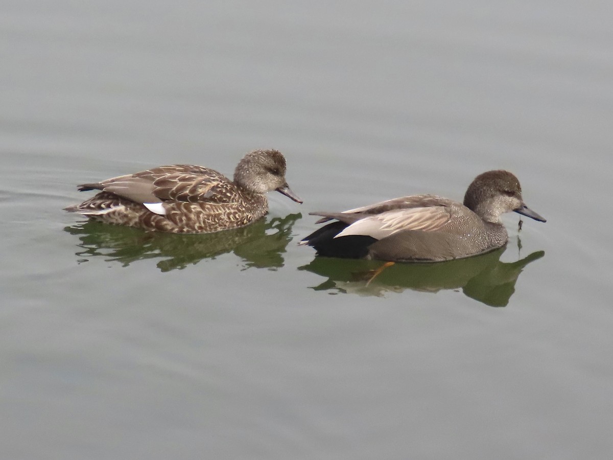 kopřivka obecná - ML646712344