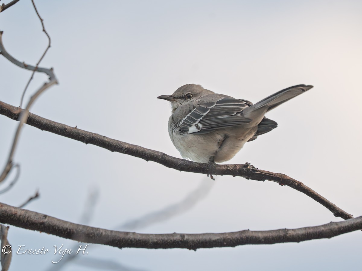 Northern Mockingbird - ML646712345