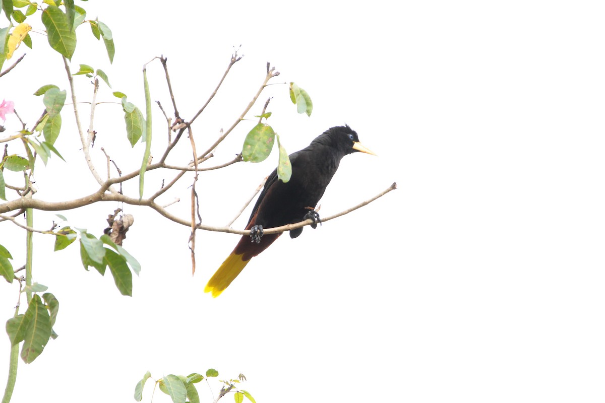 Crested Oropendola - ML646712346