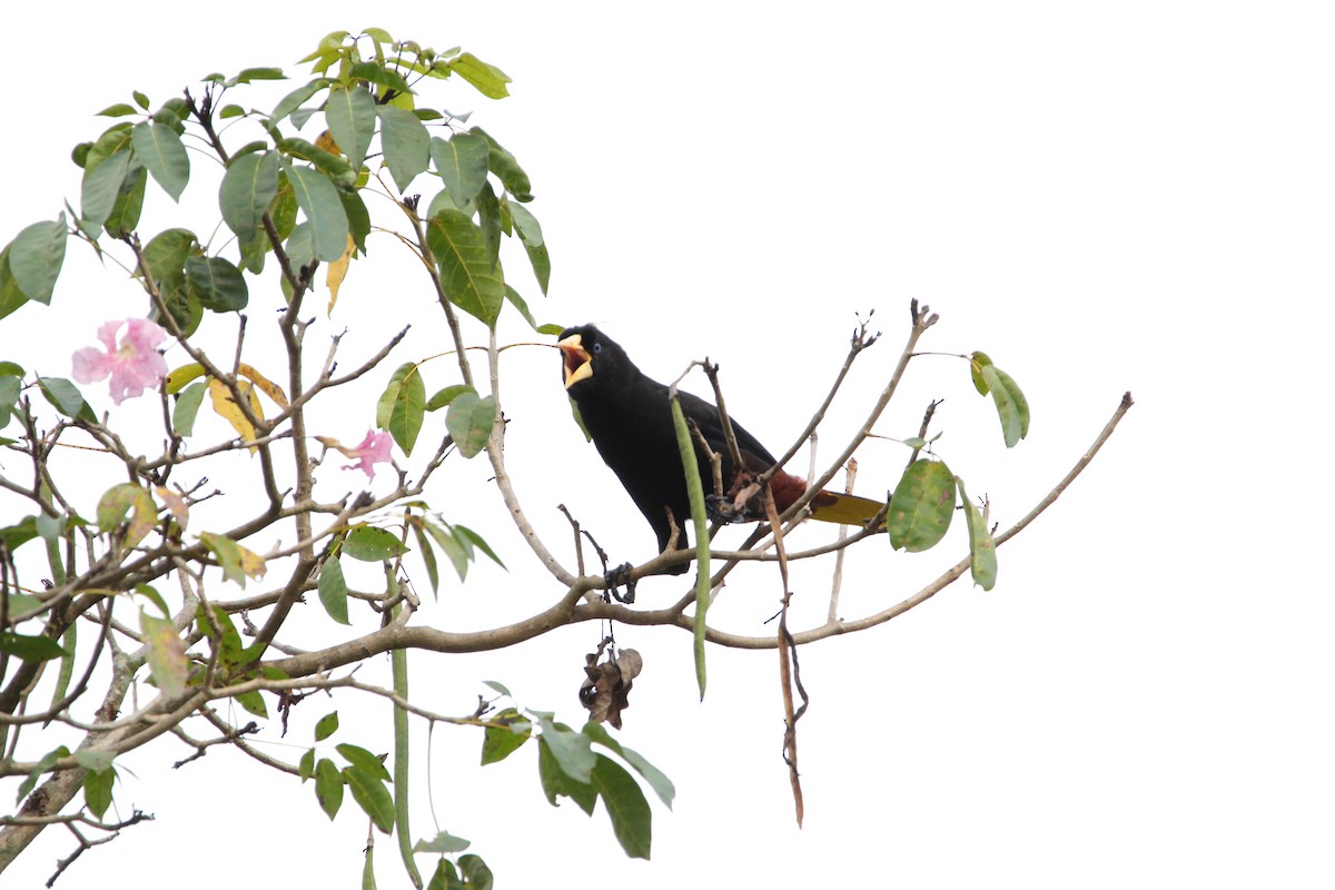 Crested Oropendola - ML646712347