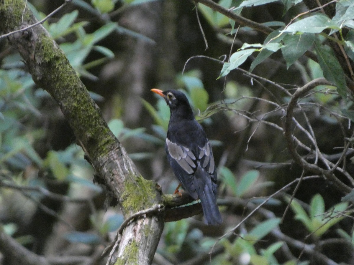 Gray-winged Blackbird - ML646712348