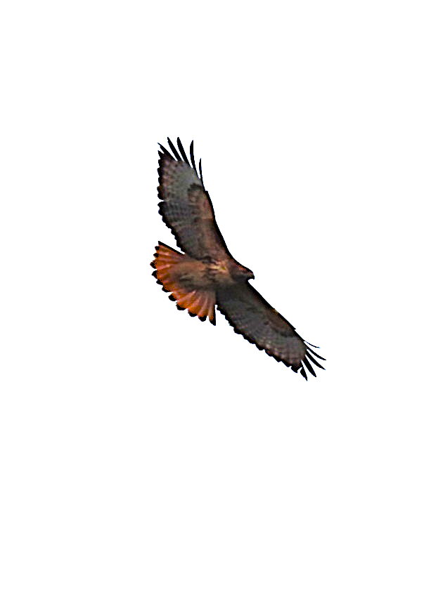 Red-tailed Hawk - ML646712349
