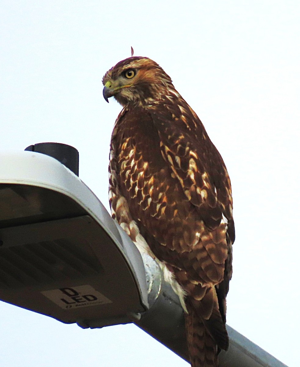 Red-tailed Hawk - ML646712350