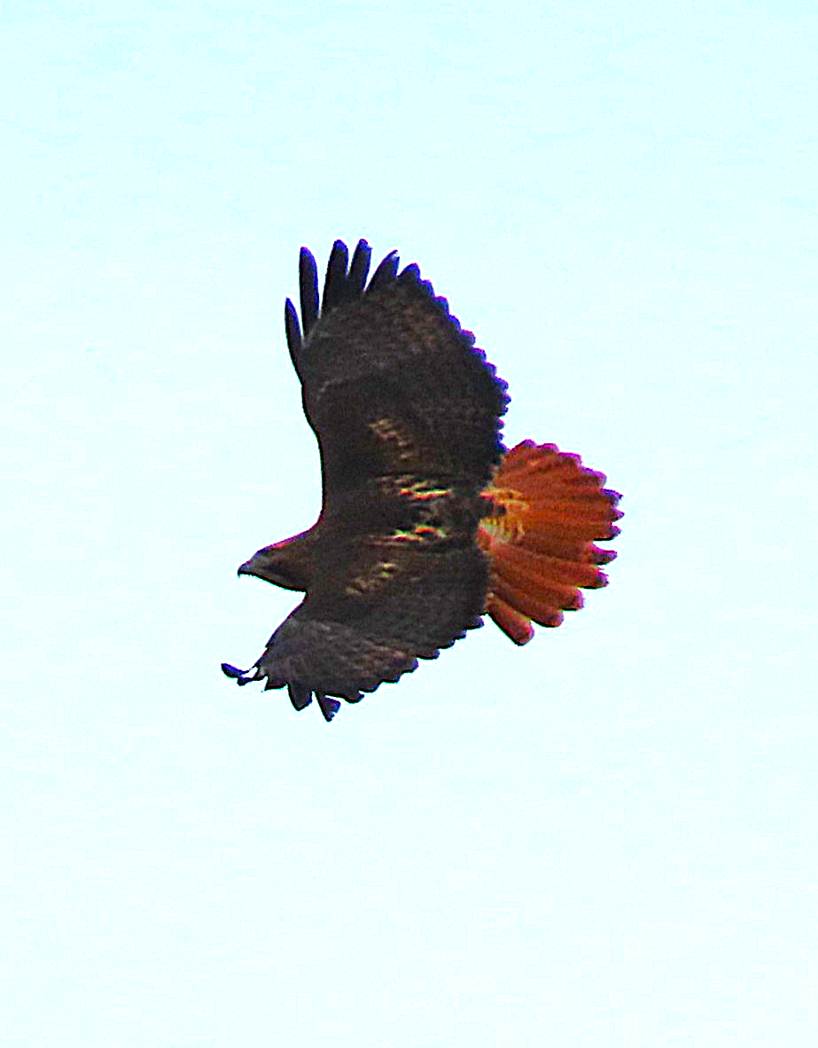 Red-tailed Hawk - ML646712351