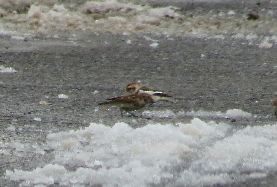 Пуночка снігова - ML646712352