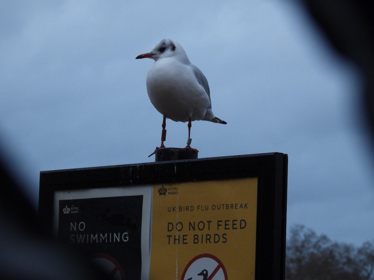 Lachmöwe - ML646712355