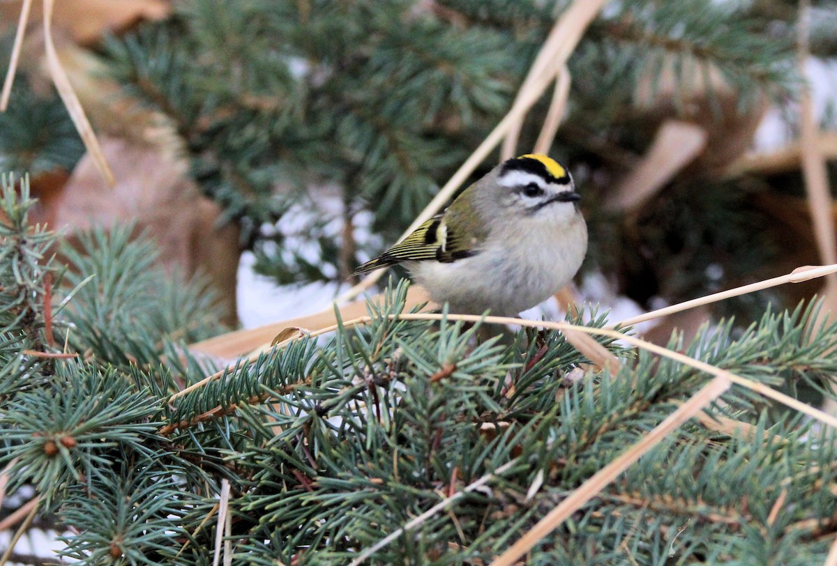 Golden-crowned Kinglet - ML646712356