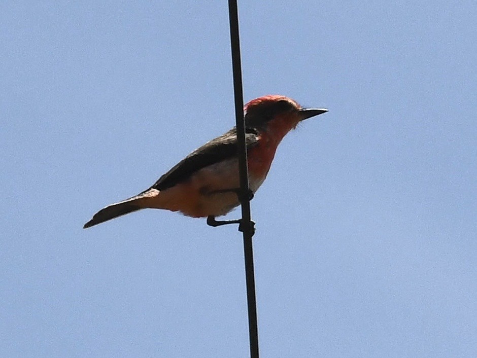 Vermilion Flycatcher - ML646712357