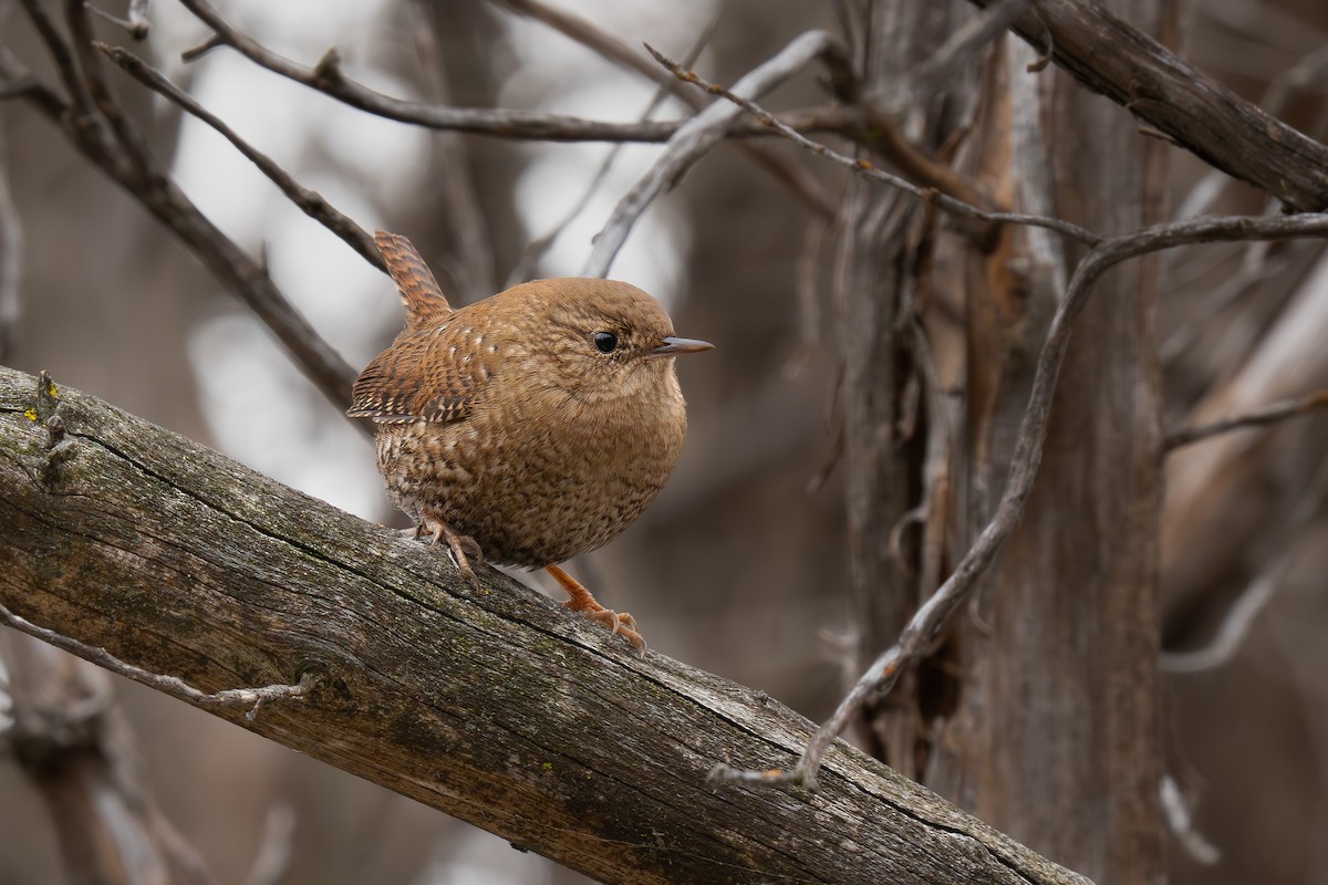 Chochín Hiemal - ML646712358