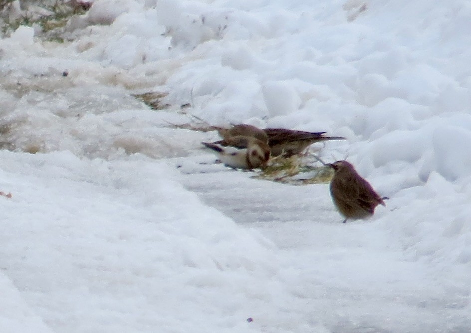 Пуночка снігова - ML646712359